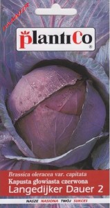 Kapusta Głowiasta Czerwona Langedijker 2 2 g.