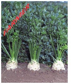 Seler Mentor 10 000n.