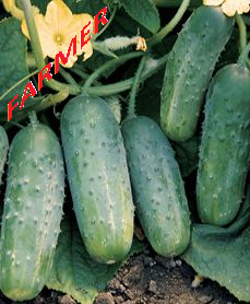 Ogórek Octopus F1 500 n.