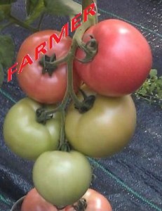 Pomidor Pink Heart 100 n.