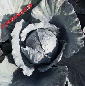 Kapusta Czerwona Klimaro F1 2 500 n.