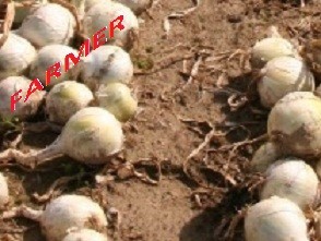 Cebula White Wing F1 10 000n.