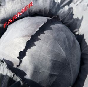 Kapusta Głowiasta Czerwona Bandolero F1 2 500 n.