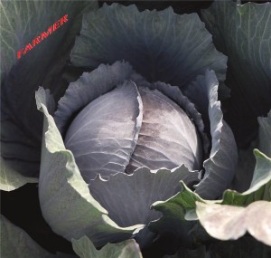 Kapusta Czerwona Travero F1 2 500 n.