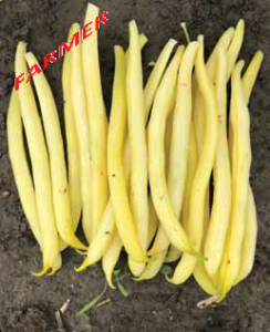 Fasola Szparagowa Goldstrike 1 kg