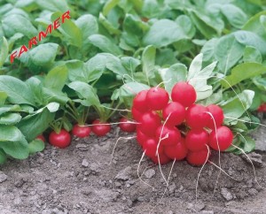 Rzodkiewka Donar (2,50-2,75 mm.) 10 000 n.