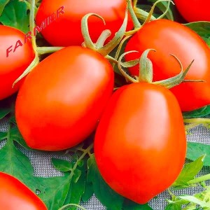 Pomidor Syriusz 1 g.