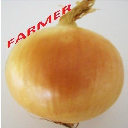 Cebula Rijnsburger 250 000n.