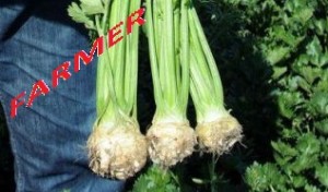 Seler Balena 10 000n.