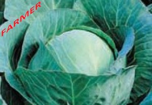 Kapusta Głowiasta Biała Ramco F1 2 500 n.