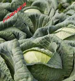 Kapusta Głowiasta Biała Flexton F1 2 500 n.