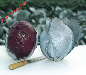 Kapusta Głowiasta Czerwona Buscaro F1 2 500 n.
