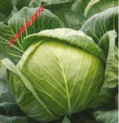 Kapusta Głowiasta Biała Novoton F1 2 500 n.