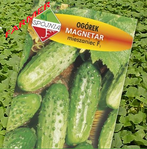 Ogórek Magnetar F1 (NOE 4312) 100 g.