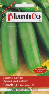 Ogórek Sałatkowy Pod Osłony Lawina F1 1 g.