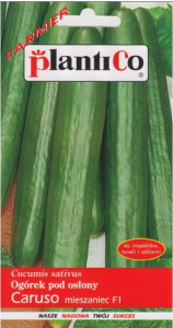 Ogórek Pod Osłony Caruso F1 1 g.