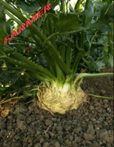 Seler Torpedo F1 5 000 n.