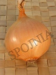 Cebula Algida 500 g.