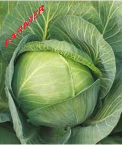 Kapusta Głowiasta Biała Zenon F1 2 500 n.